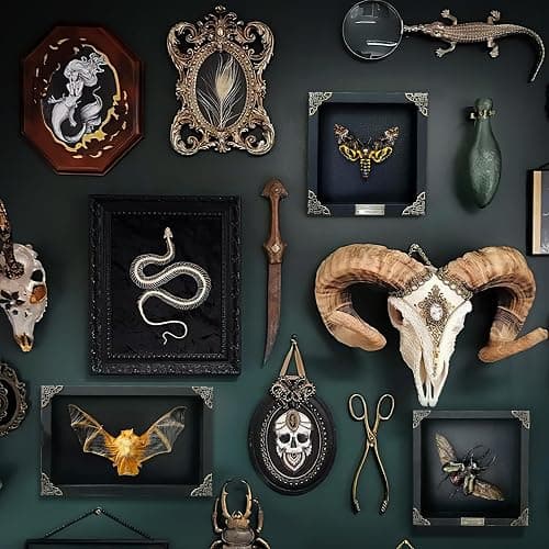 Real Framed Death Head Moth Shadow Box Unique Taxidermy Oddity Specimen Entomology Insect Witchy Gothic Decor Gallery Home Room Decor K18-01-DO thumbnail 3