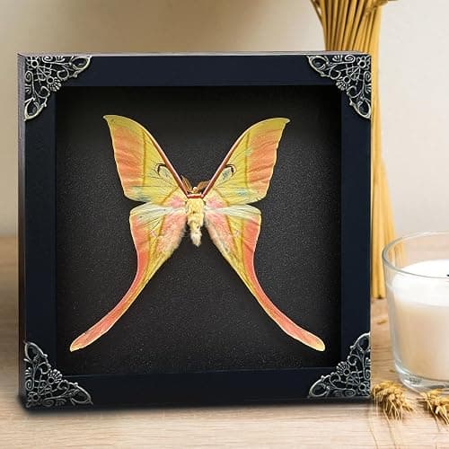 Real Actias Luna Moth Framed Butterfly Dead Insect Dried Bug Shadow Box Taxidermy Specimen Display Tabletop Decoration Artwork Gallery Decor Living K18-38-DE thumbnail 2