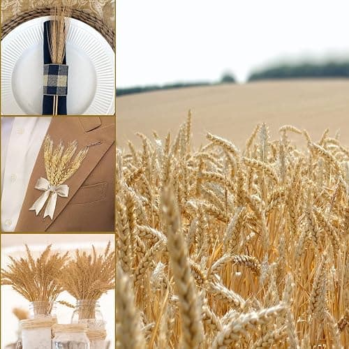 Uieke 17.7 Inches Dried Wheat Stalks, 100 Stems Dried Flowers 100% Natural Wheat for Home Kitchen Wedding Party Table Centerpiece Harvest Wreath Boho Farmhouse DIY Decoration thumbnail 4