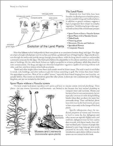 Botany in a Day: The Patterns Method of Plant Identification thumbnail 3