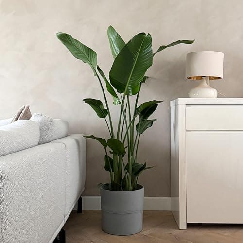 Plant in a Box - Strelitzia Nicolai XXL - Grande plante verte interieur vivante - Plante oiseau du paradis - Pot 28cm - Hauteur 150-170cm thumbnail 3