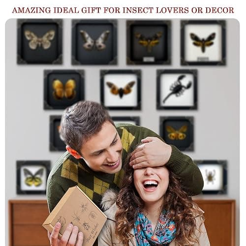 Real Framed Death Head Moth Shadow Box Unique Taxidermy Oddity Specimen Entomology Insect Witchy Gothic Decor Gallery Home Room Decor K18-01-DO thumbnail 5