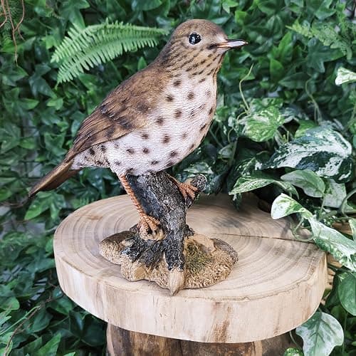 Vivid Arts Oiseaux du jardin (Grive chantante) thumbnail 8
