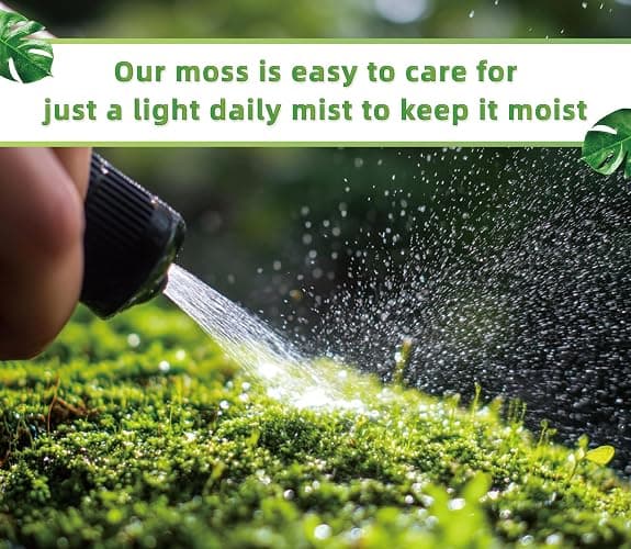 LUCKY PLANT Live Moss for Reptiles - Terrarium Moss for Reptiles Peat Moss for Reptiles Habitat Bedding Moss for Snakes Turtle Frog Gecko and Other Reptiles Substrate 50 Square inches Live Moss thumbnail 6