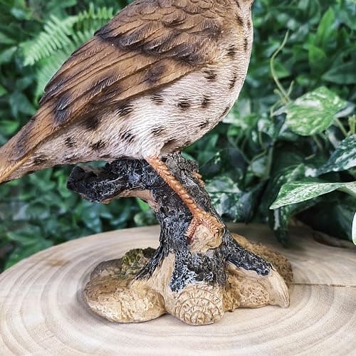 Vivid Arts Oiseaux du jardin (Grive chantante) thumbnail 6
