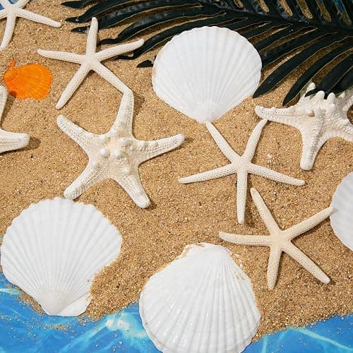 JQAQJU 3-4 Inches Large Starfish and Scallop Shells for Crafts 12PCS, Natural Beach Sea Shells for Crafting, Baking Shells Perfect for White Christmas Decor Beach Party Wedding Fishtank DIY Crafts thumbnail 2