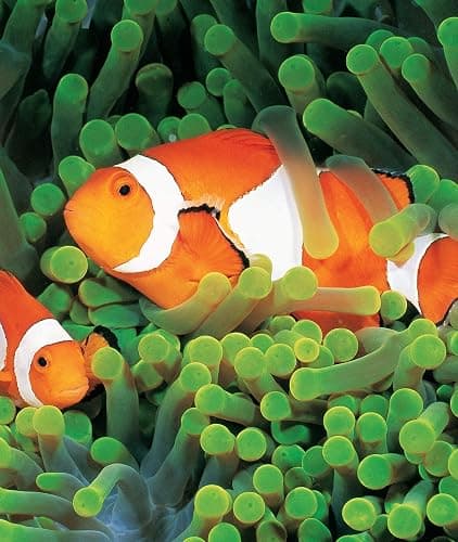 Dive Atlas of the World: An Illustrated Reference to the Best Sites (IMM Lifestyle Books) A Global Tour of Wrecks, Walls, Caves, and Blue Holes from Lawson Reef to the Red Sea to the Great Barrier thumbnail 3