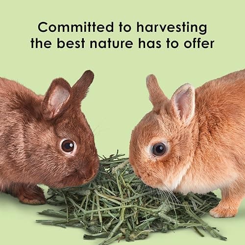 Kaytee Timothy Hay, High Fiber for Rabbits, Guinea Pigs, 12 Pounds | Supports digestive health. Hand-selected rabbit hay. Guinea pig hay, chinchilla hay, pesticide free thumbnail 10