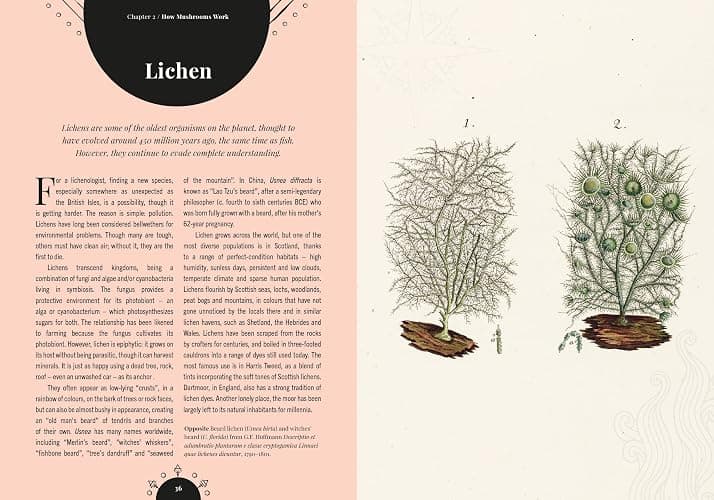 Kew - The Magic of Mushrooms: Fungi in folklore, superstition and traditional medicine (Royal Botanic Gardens, Kew) thumbnail 6