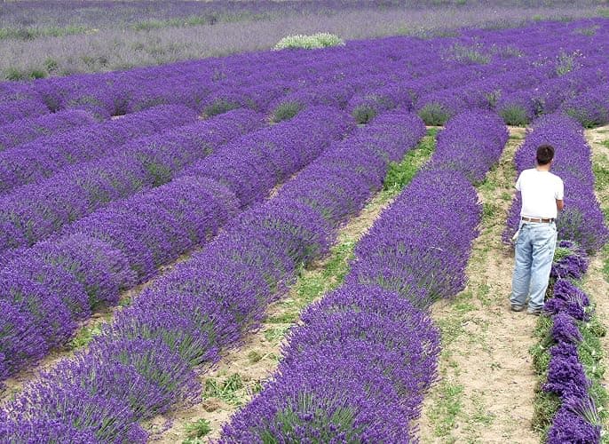 L+ Grosso Lavender – 8 Live Plants in 4" Pots – Dark Purple Flowers – Bee Friendly & Evergreen – Ideal for Aromatherapy & Garden Borders thumbnail 2