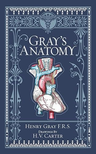 Gray's Anatomy - Image 1