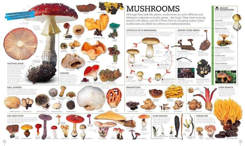 Picturepedia, Second Edition: An Encyclopedia on Every Page thumbnail 3