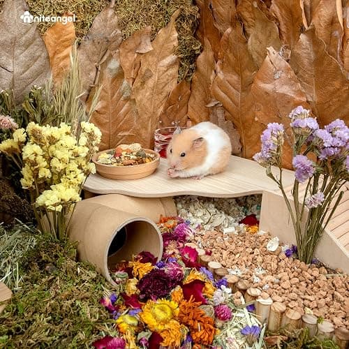 Niteangel Hamster Play Wooden Platform for Dwarf Syrian Hamsters Gerbils Mice Degus or Other Small Pets (Triangle - 5.9'' Height, Burlywood) thumbnail 5