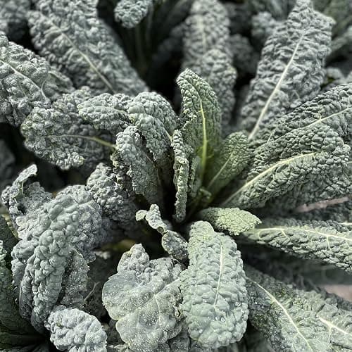 Sereniseed Certified Organic Leafy Greens Lettuce Seeds Collection (10-Pack) – 100% Non GMO, Open Pollinated – Grow Guide thumbnail 4