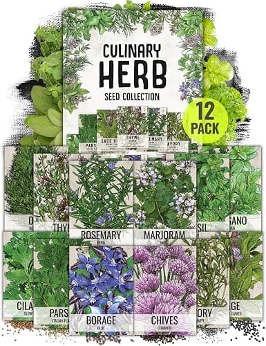 Seed Needs Herb Seeds Variety Pack Culinary Herb Collection (12 Individual Packets for Planting Indoors or Outdoors) Grow Your Own Herb Garden - Heirloom, Non-GMO - Image 1