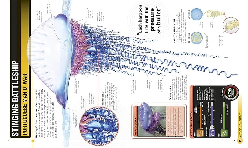 Super Shark Encyclopedia: And Other Creatures of the Deep (DK Super Nature Encyclopedias) thumbnail 8