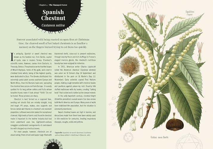 Witch's Forest: Trees in magic, folklore and traditional remedies (Royal Botanic Gardens, Kew) thumbnail 3