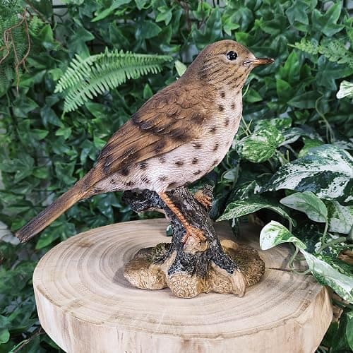 Vivid Arts Oiseaux du jardin (Grive chantante) thumbnail 5