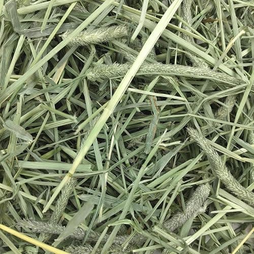 Oxbow Animal Health Western Timothy Hay - All Natural Hay for Rabbits, Guinea Pigs, Chinchillas, Hamsters & Gerbils - 15 oz. (Pack of 2) thumbnail 6