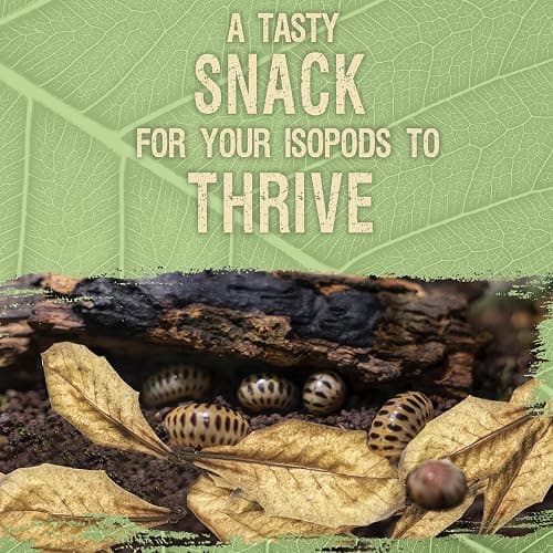 SunGrow 50 Pack Leaf Litter for Spider, Cricket & Isopod, Mini Catappa Dried Indian Almond Leaves, for Vivarium, Terrarium & Aquarium (Mini Leaves (2", 50-Pack)) thumbnail 3