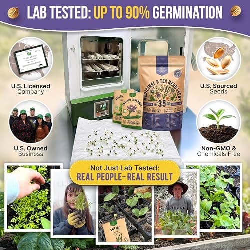 35 Medicinal & Tea Herb Seeds Variety Pack for Indoor & Outdoors. 16,335+ Non-GMO Heirloom Garden Seeds: Anise, Bergamot, Borage, Cilantro, Chamomile, Dandelion, Rosemary Seeds & More thumbnail 2