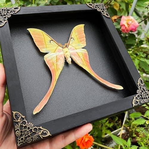 Real Actias Luna Moth Framed Butterfly Dead Insect Dried Bug Shadow Box Taxidermy Specimen Display Tabletop Decoration Artwork Gallery Decor Living K18-38-DE thumbnail 3