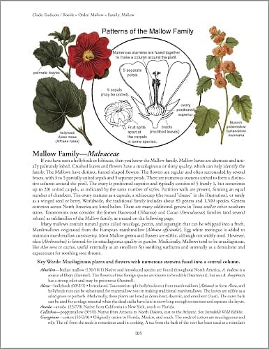 Botany in a Day: The Patterns Method of Plant Identification thumbnail 5