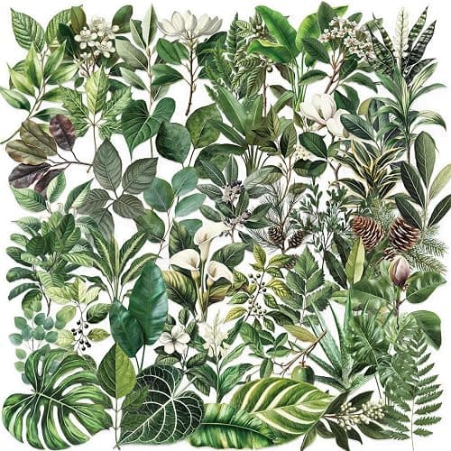 50PCS Transparent Leaf Stickers Pack,Aesthetic Nature Plant Decor for Laptop Gifts for Kids Teens Adults Waterproof Vinyl PET Nature Stickers for Notebook Phone Bike Party Favors (Green) - Image 1