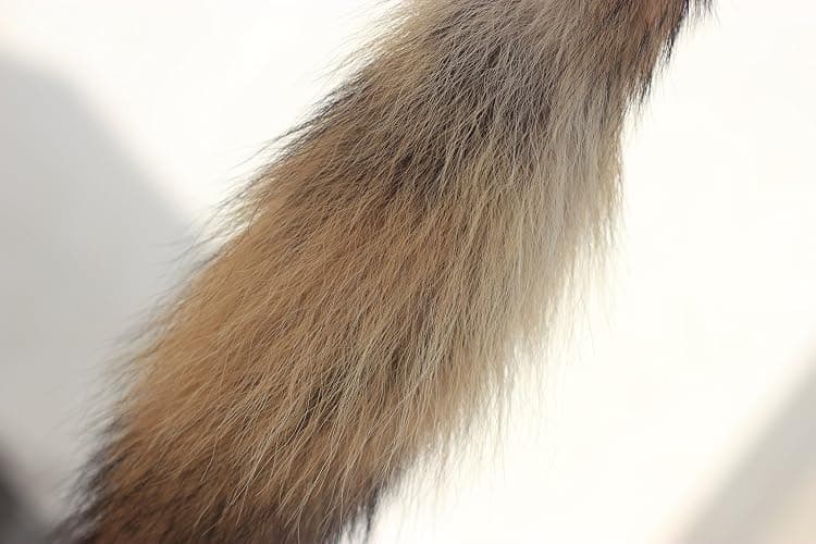Chunxiao Fluffy Fox Tail Fur Cosplay Toy Cyote Prairie Wolf Tail thumbnail 6