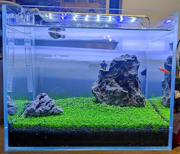 4 in 1 Aquarium Plant S.e.e.ds, no Artificial Plastic Plant, Live Grass for Fish Tank, fit All Substrate (0.36ozTiny+0.36oz Long+0.36oz Short+0.36oz Big Dual) ZQV-003 thumbnail 6
