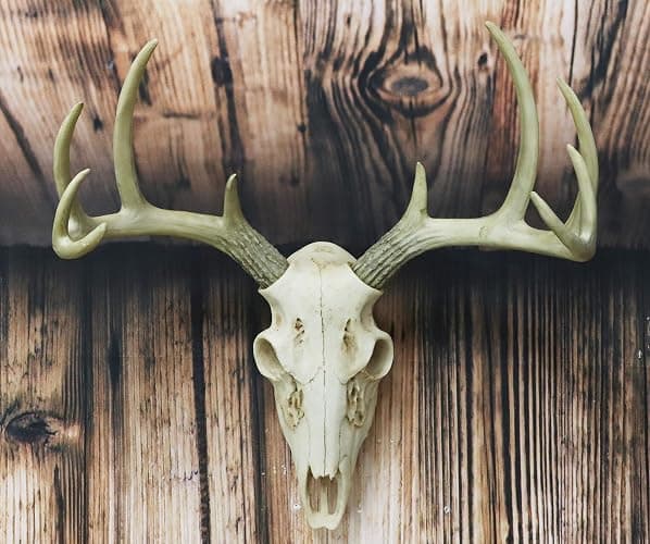 Ebros Gift Rustic Hunter Deer 10 Point Buck Skull Trophy Antlers Wall Mounted Plaque Decor Figurine 14.25" Long Hunter's Antler Rack Theme Deer Buck Hunting Skulls Trophies Hanging Sculpture thumbnail 9
