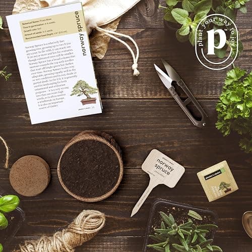 Bonsai Starter Kit thumbnail 2