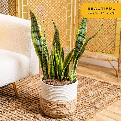Costa Farms Live Snake Plant, Sansevieria, Easy Care House Plant in Modern Decor Pot, Houseplant in Potting Soil Mix, Succulent Plant Gift for Housewarming, Office and Home Decor, 2-3 Feet Tall - Snake Plant, Grower’s Choice - Woven Basket Planter - 2-3 Feet Tall thumbnail 2