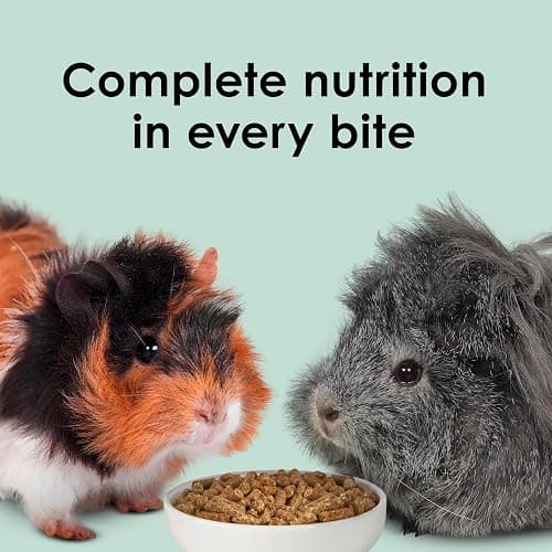 Kaytee Timothy Complete Guinea Pig Food with Timothy Hay, 9.5 Pounds | Supports digestion. Pelleted food for guinea pigs. guinea pig pellets, vitamin C, probiotics thumbnail 10