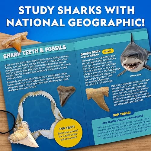 National Geographic Shark Tooth Dig Kit – Excavate Replica Teeth Fossils from Ancient Sharks and Make a Shark-Tooth Necklace, STEM Science Kit for Kids Ages 6-8, Educational Fossil Dig Activity thumbnail 6