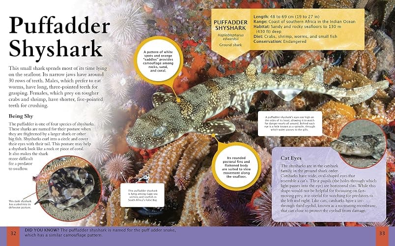 Children's Encyclopedia of Sharks (Arcturus Children's Reference Library) thumbnail 3