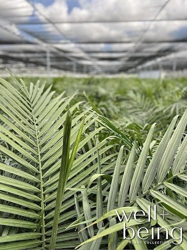 Nature's Way Farms Majesty Palm Live Plant, Indoor and Outdoor Palm Tree, in Growers Pot, Tropical Houseplant, Decor for Your Patio, Balcony, Home or Office 3-4 Feet Tall thumbnail 5