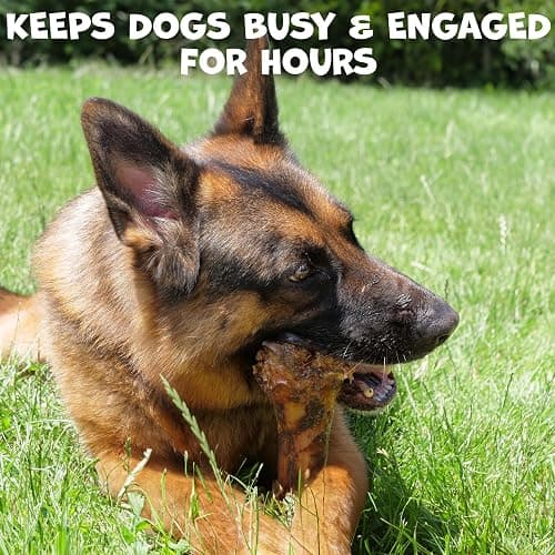 Pack Approved Beef Shin Bones for Dogs - Liver Coated Long Lasting Dog Chews for Aggressive Chewers - Rawhide-Free Big Bones for Large Dogs - Healthy Large Dog Bone (1 Pack) thumbnail 3