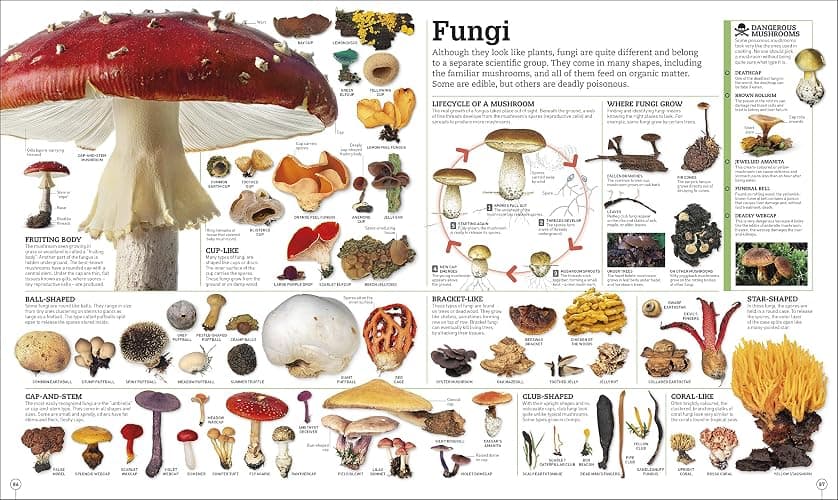 Picturepedia, Second Edition: An Encyclopedia on Every Page thumbnail 11