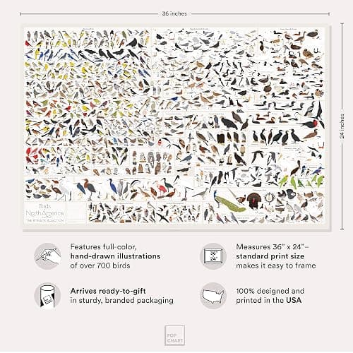 Pop Chart | Birds of North America | 36" x 24" Large-Format Poster | Every Bird Species in North America Illustrated | Perfect Wall Decor for Nature Lovers | 100% Made in the US thumbnail 2