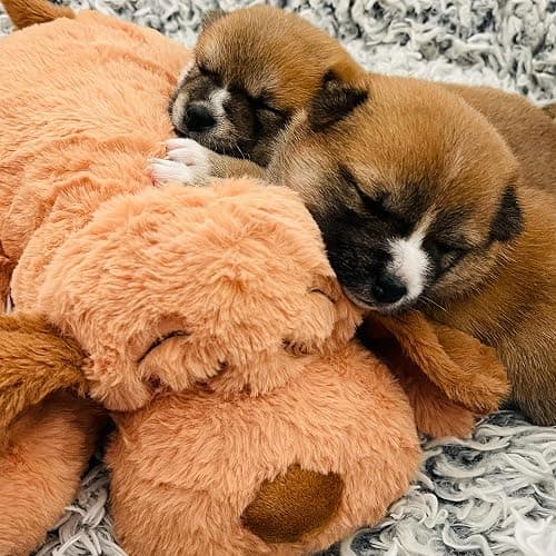 Original Snuggle Puppy Heartbeat Puppy Toy - Heartbeat Puppy for Dogs - Pet Anxiety Relief and Calming Aid - Comfort Dog Toy - Behavioral Training and Sleep Aid Cuddle buddy - Crate Training Essential thumbnail 8