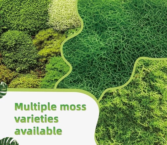 LUCKY PLANT Live Moss for Reptiles - Terrarium Moss for Reptiles Peat Moss for Reptiles Habitat Bedding Moss for Snakes Turtle Frog Gecko and Other Reptiles Substrate 50 Square inches Live Moss thumbnail 7