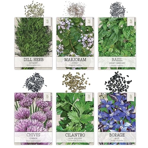 Seed Needs Herb Seeds Variety Pack Culinary Herb Collection (12 Individual Packets for Planting Indoors or Outdoors) Grow Your Own Herb Garden - Heirloom, Non-GMO thumbnail 4