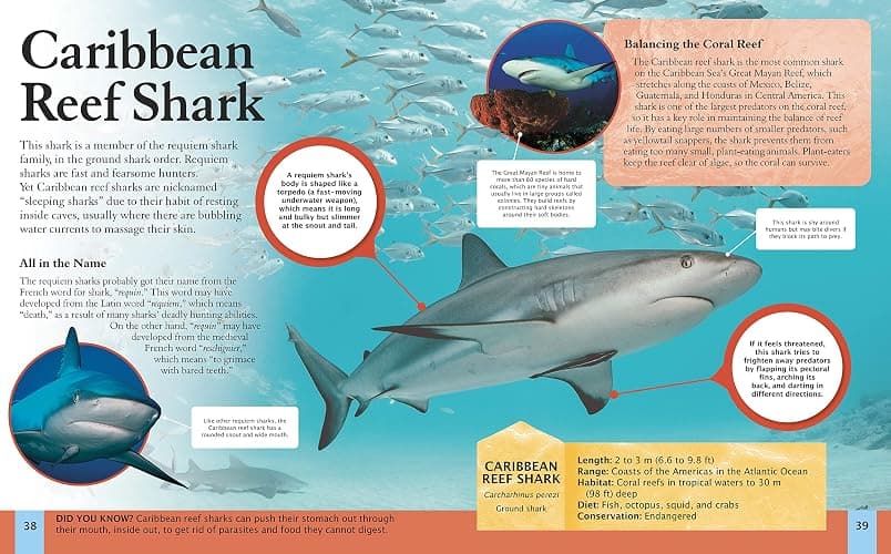 Children's Encyclopedia of Sharks (Arcturus Children's Reference Library) thumbnail 2