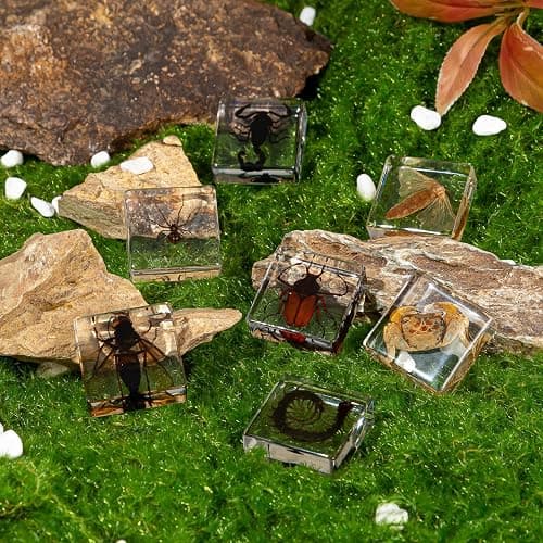 Hudirgo 7 Pcs Real Taxidermy Bugs - Insects in Resin for School Lab Entomology Dissection, Bugs in Resin Gifts for Specimen Collector, Family Or Friends (1.5 X 1.5 X 0.6 Inch) thumbnail 4