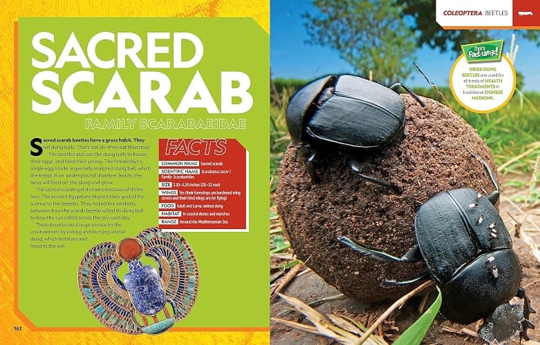 National Geographic Kids Ultimate Bugopedia, 2nd Edition: The Most Complete Bug Reference Ever (NGK Ultimate Pedias) thumbnail 5