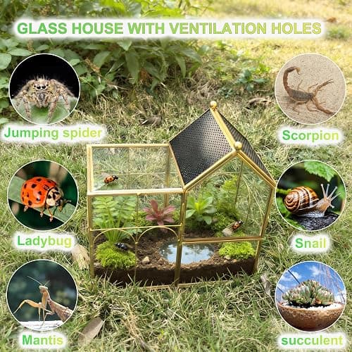 YYFWND Ready-to-Use Glass Terrarium with Vents - 8.66"x4.72"x8.46" House-Shaped Jumping Spider Enclosure, Habitat for Praying Mantis, Snails, Insect or Succulent Plants - Home Garden Tabletop Decor thumbnail 3