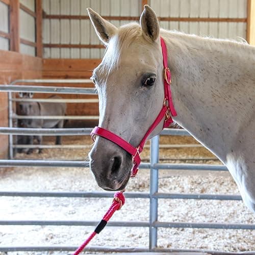 Majestic Ally Halter with Lead Rope for Horses–Adjustable Chin and Crown–Rolled Throat Latch with Replaceable Snap–Padded Noseband–Heavy Duty Rose Gold Finish Hardware thumbnail 3