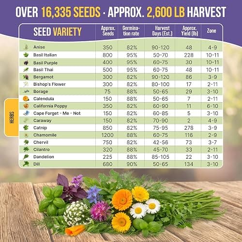 35 Medicinal & Tea Herb Seeds Variety Pack for Indoor & Outdoors. 16,335+ Non-GMO Heirloom Garden Seeds: Anise, Bergamot, Borage, Cilantro, Chamomile, Dandelion, Rosemary Seeds & More thumbnail 4
