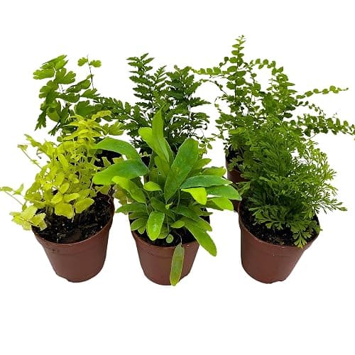 BubbleBlooms Fern Variety Assortment, 6 Different Ferns in 2 inch pots Tiny Mini Pixie Plants - Image 1